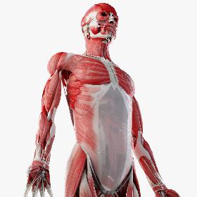 3D model Male Skin, Skeleton, Ligaments And Muscles
